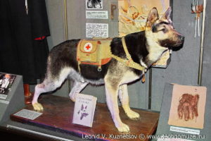 Санитарная собака Музей Вооруженных Сил в Москве